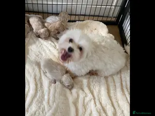 Maltipoo dogs BEAUTIFUL MALTIPOO F1 PUPPIES - Advert 4