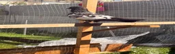 Mixed Breed birds for sale: Top quality 2 Afghan male pigeons in Ilford - Advert 3