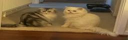 Persian cats for sale: 2 beautiful Persian kittens in Blackwood - Advert 9