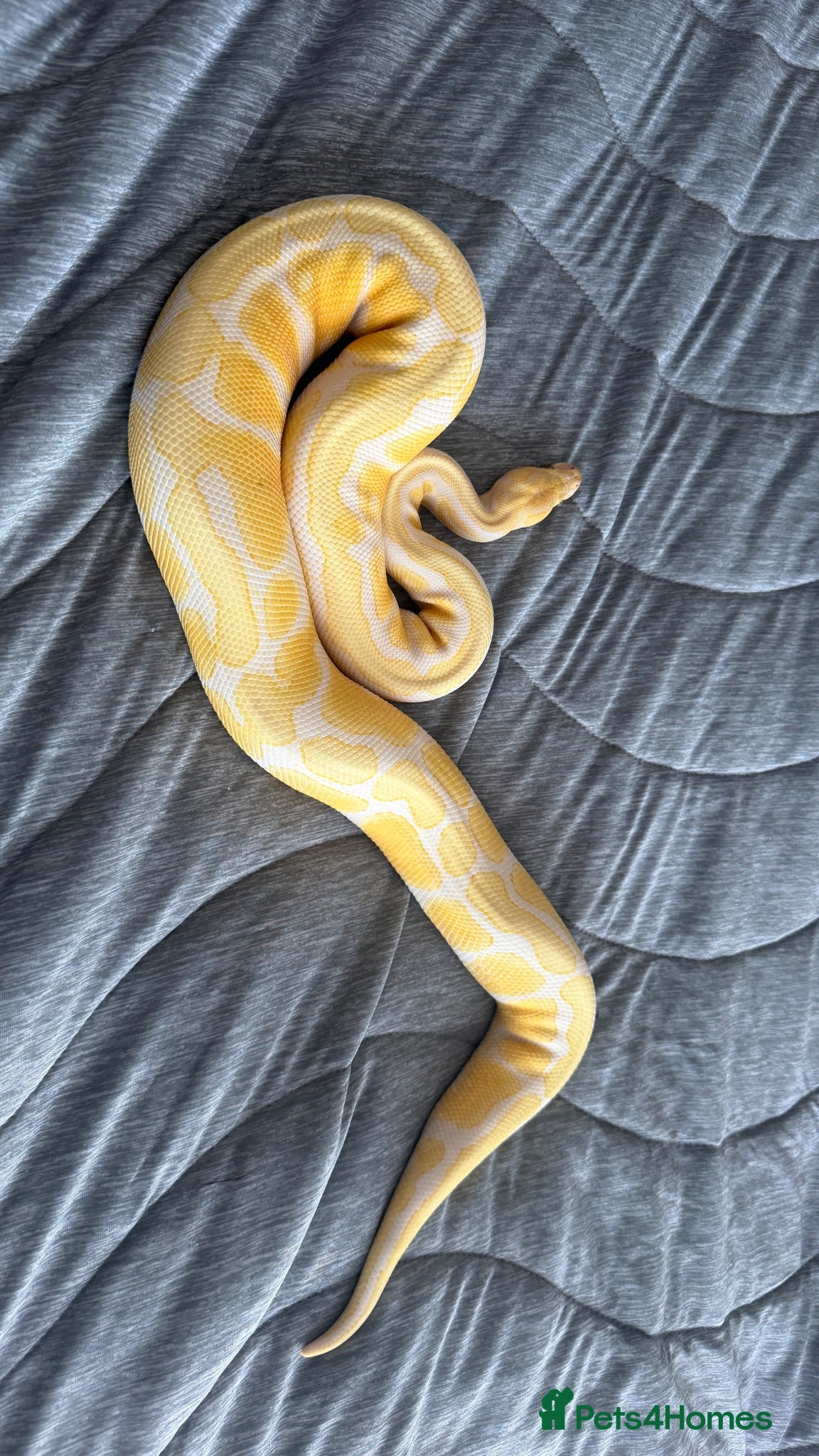 Python Snake reptiles 4 ball pythons  - Advert 1
