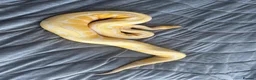 Python Snake reptiles for sale: 4 ball pythons  - Advert 1
