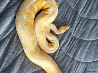 Python Snake reptiles 4 ball pythons - Advert 1