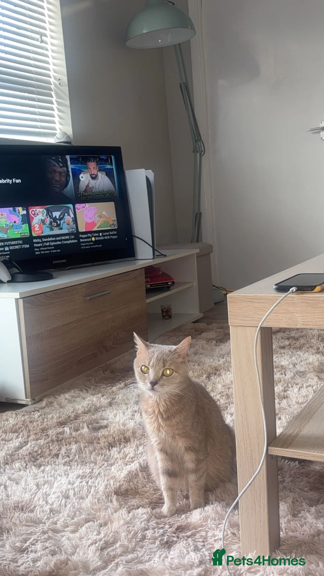 Mixed Breed cats for sale: Tabby and black kitten for sale  - Advert 2