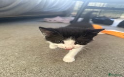Domestic Shorthair cats for sale: KITTENS READY FOR COLLECTION - Image 9
