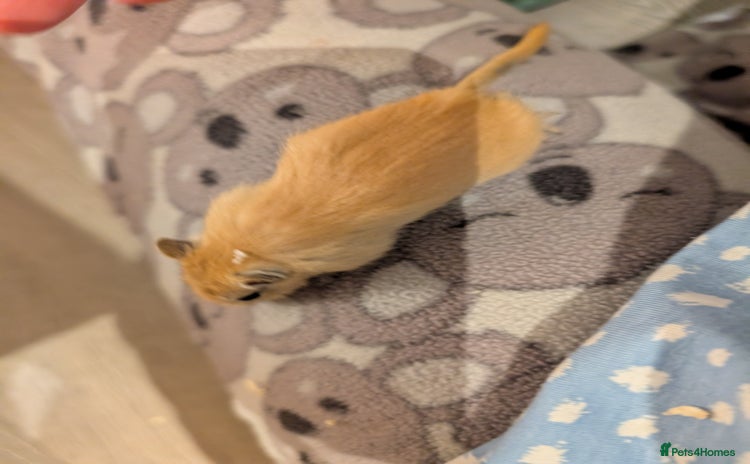 Gerbil rodents - Advert 3