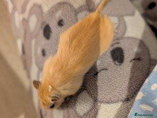 Gerbil rodents - Advert 5