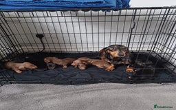 Dachshund dogs for sale: Stunning litter of minature dachshund puppies  - Image 2