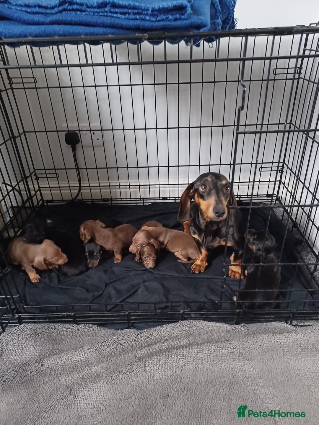 Dachshund dogs for sale: Stunning litter of minature dachshund puppies  - Image 2