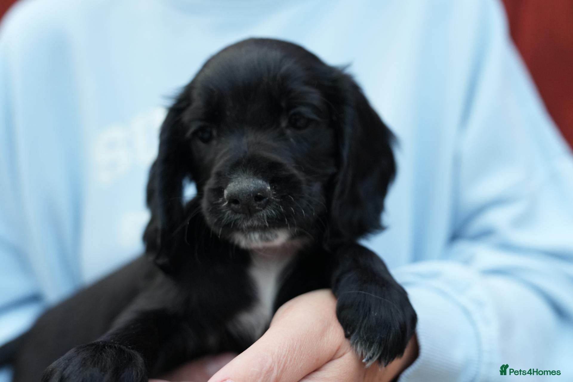 Cocker Spaniel dogs Working cocker spaniel KC reg. READY TO GO - Advert 14