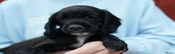 Cocker Spaniel dogs for sale: Working cocker spaniel KC reg. READY TO GO - Advert 1