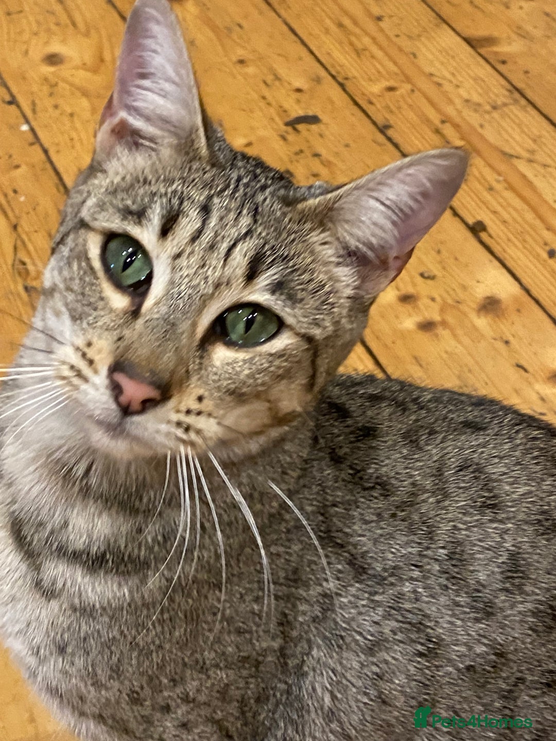 Savannah cats for sale: STUNNING SAVANNAH girl F5 sbt pure pedigree  - Advert 21