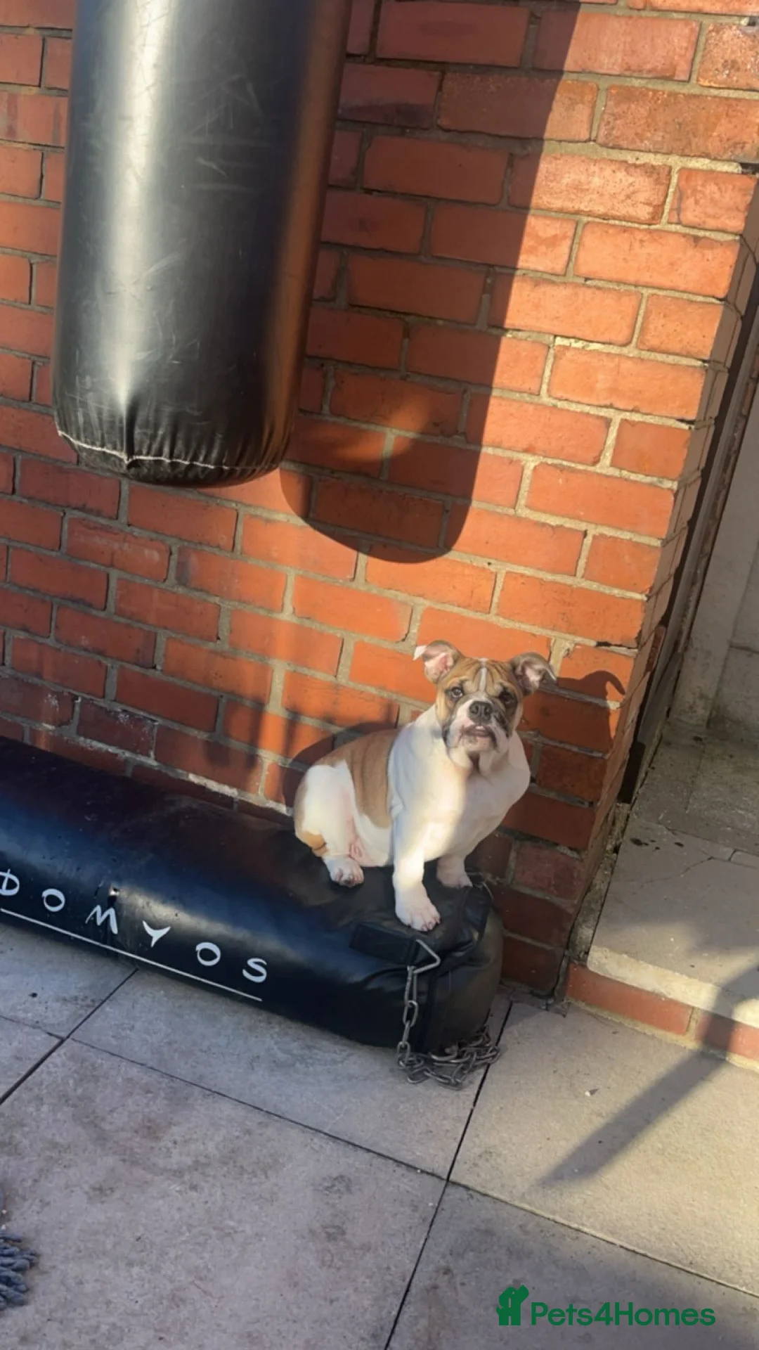 English Bulldog dogs for sale: English bulldog  - Advert 3