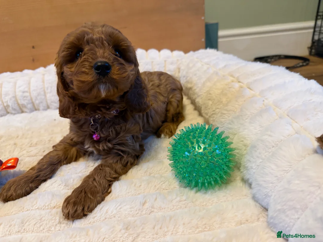 Cavapoo dogs for sale: Dad Red F1 Cavapoo Puppies  - Advert 2