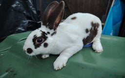 Mixed Breed rabbits for sale: Updated in 7 November bunnies - Advert 4