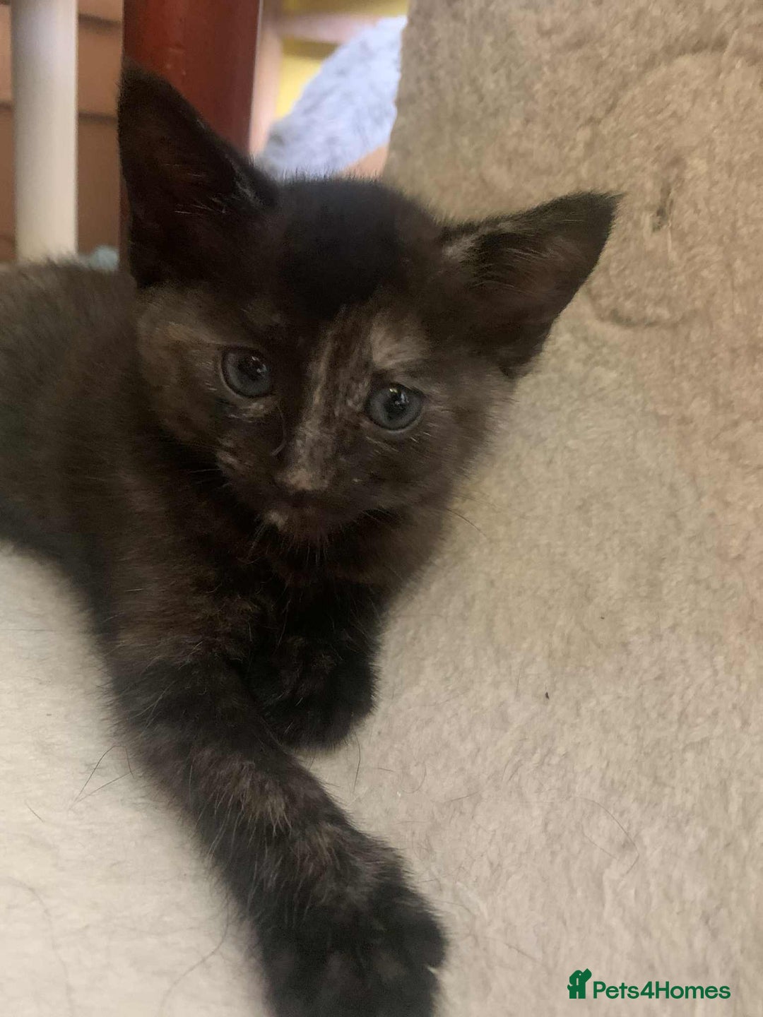 British Shorthair cats for sale: Cute playful smart kittens ready for new homes - Image 24