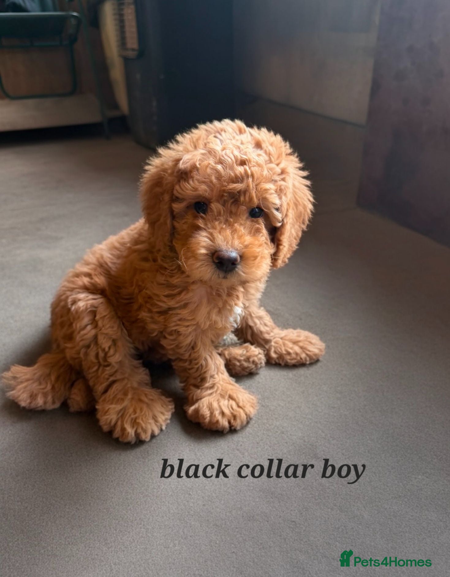Cockapoo dogs Ready to go - F1b Cockapoo Puppies - Advert 2