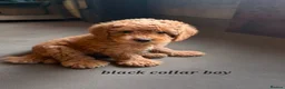 Cockapoo dogs for sale: Stunning Cockapoo Puppies - Advert 4