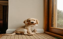 Cocker Spaniel dogs for sale: REDUCED, 2 LEFT. READY NOW! Cocker Spaniel mix - Image 21