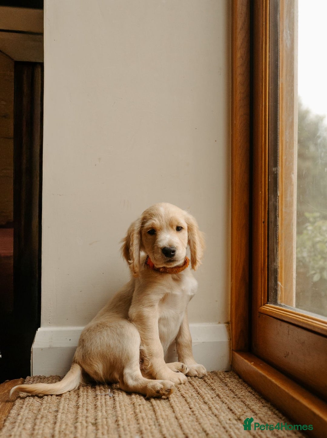 Cocker Spaniel dogs for sale: REDUCED, 2 LEFT. READY NOW! Cocker Spaniel mix - Image 21