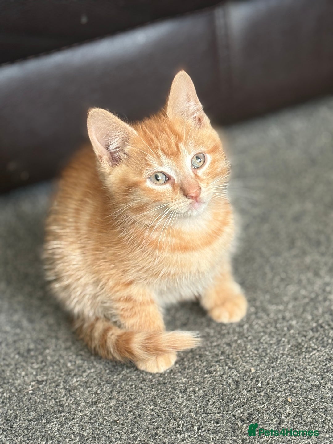 British Shorthair cats for sale: Beautiful kittens full of fun - Image 11