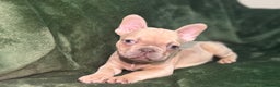 French Bulldog dogs for sale:  KC Registered French Bulldog Puppies - Advert 19
