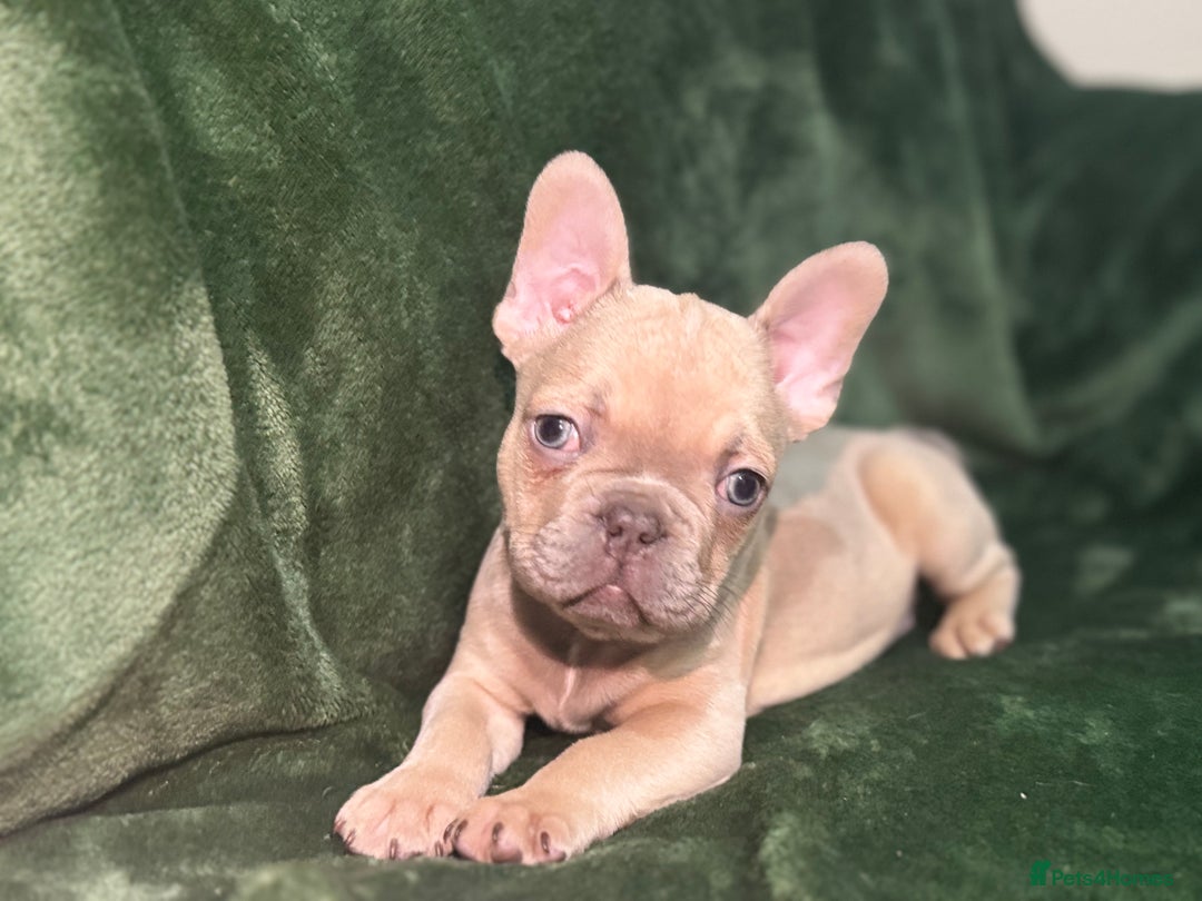 French Bulldog dogs for sale:  KC Registered French Bulldog Puppies - Advert 19