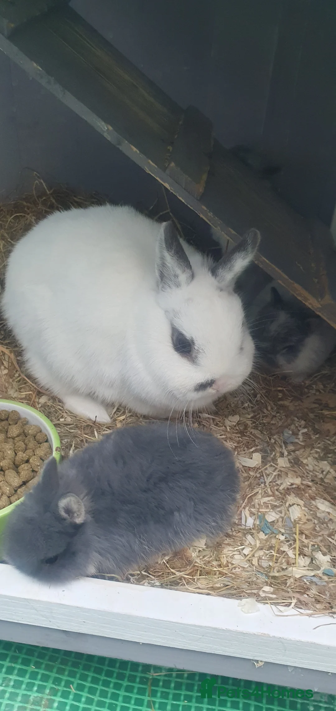 Netherland Dwarf rabbits for sale: 4 Beautiful Netherland Dwarf Buns in Pinner - Advert 25