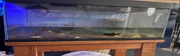 Fancy Goldfish fish for sale: 2 goldfish  - Advert 1