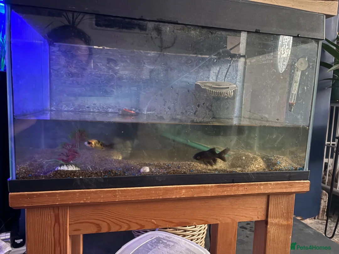 Fancy Goldfish fish for sale: 2 goldfish  - Advert 1