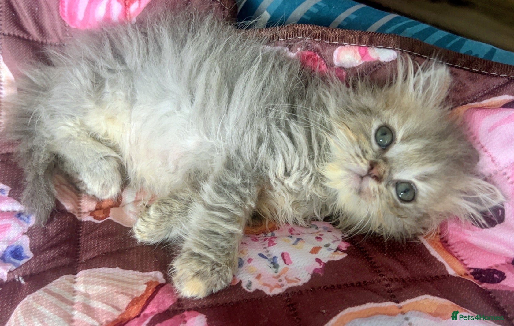Persian cats PERSIAN BABIES  🌸🌷💐🌹🌼 - Advert 2