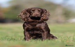 Cocker Spaniel dogs for sale: 🐾 Cocker Spaniel Puppies – Great FTC bloodlines - Image 6