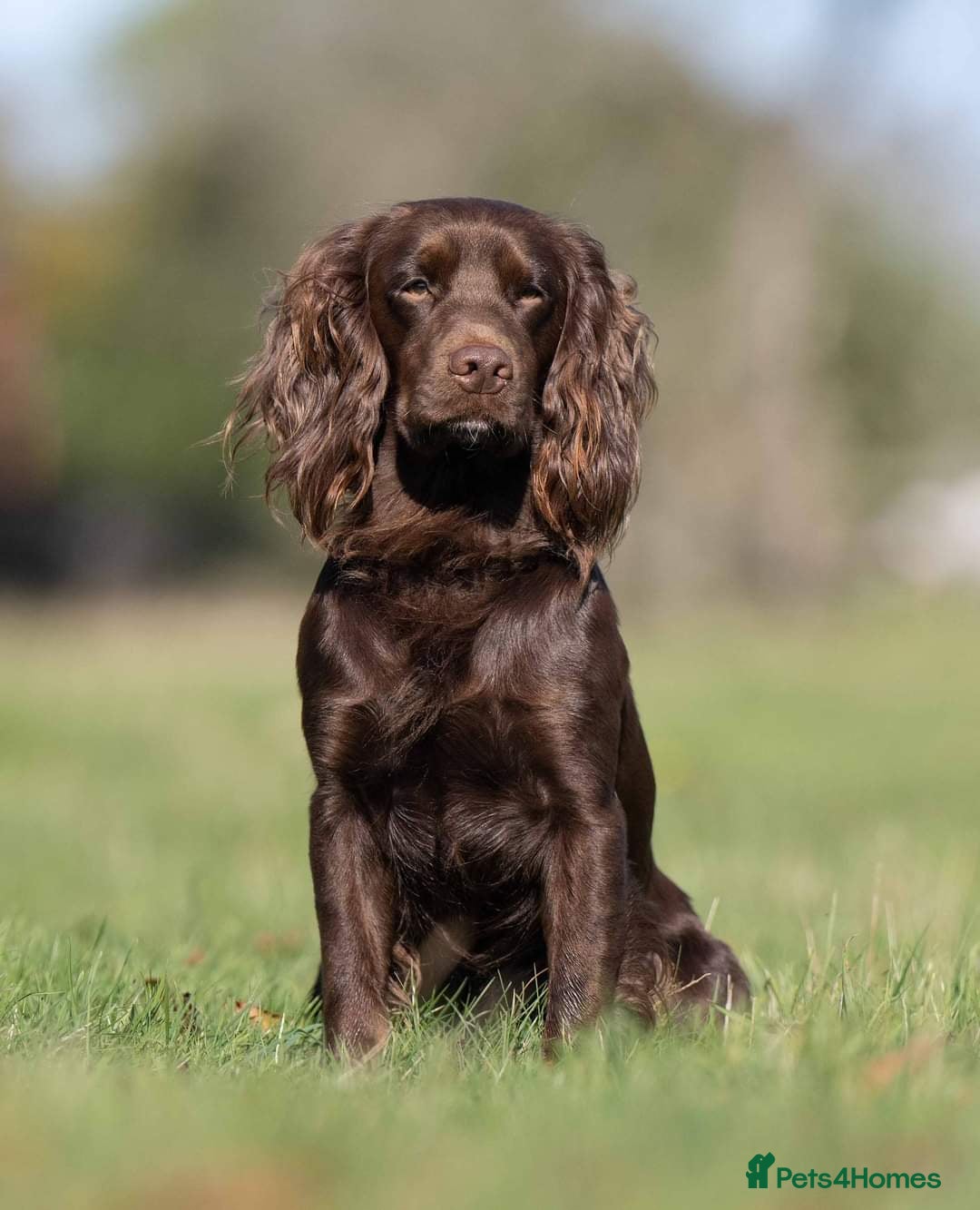 Cocker Spaniel dogs for sale: 🐾 Cocker Spaniel Puppies – Great FTC bloodlines - Image 6