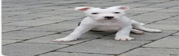 Mixed Breed dogs for sale: ✨Milo✨  MED/L PUP 🐾 - Advert 6