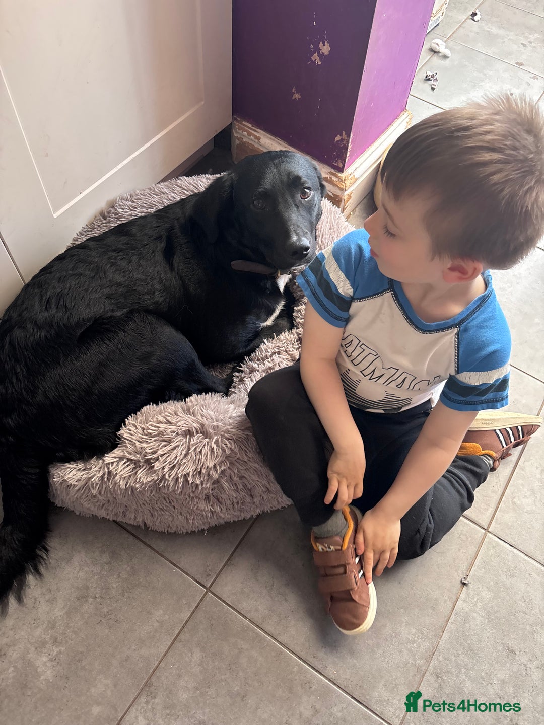 Mixed Breed dogs for sale: ❤️ Forever home required ❤️ - Advert 7