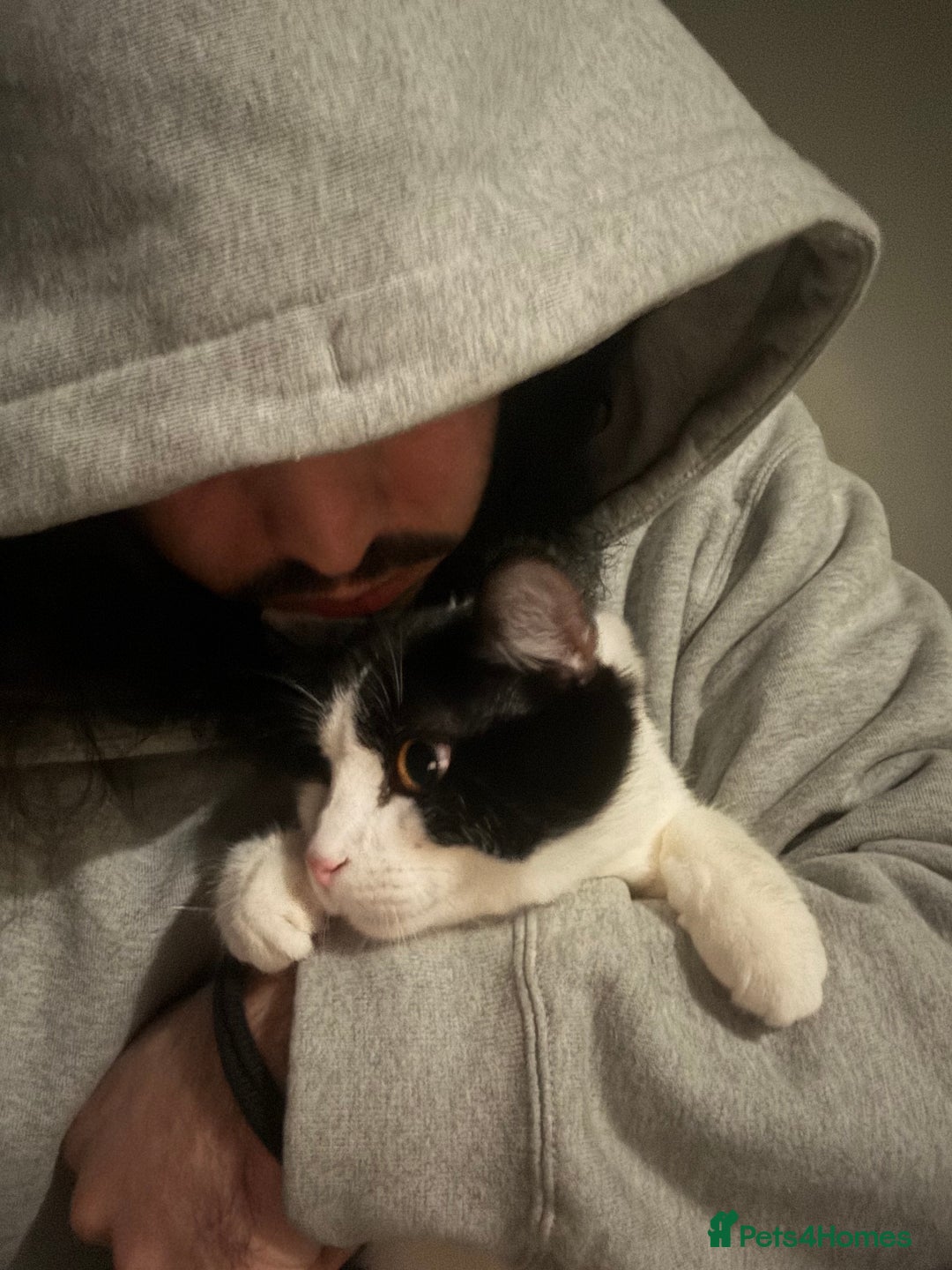 Mixed Breed cats for sale: Kittens for sale - Advert 13