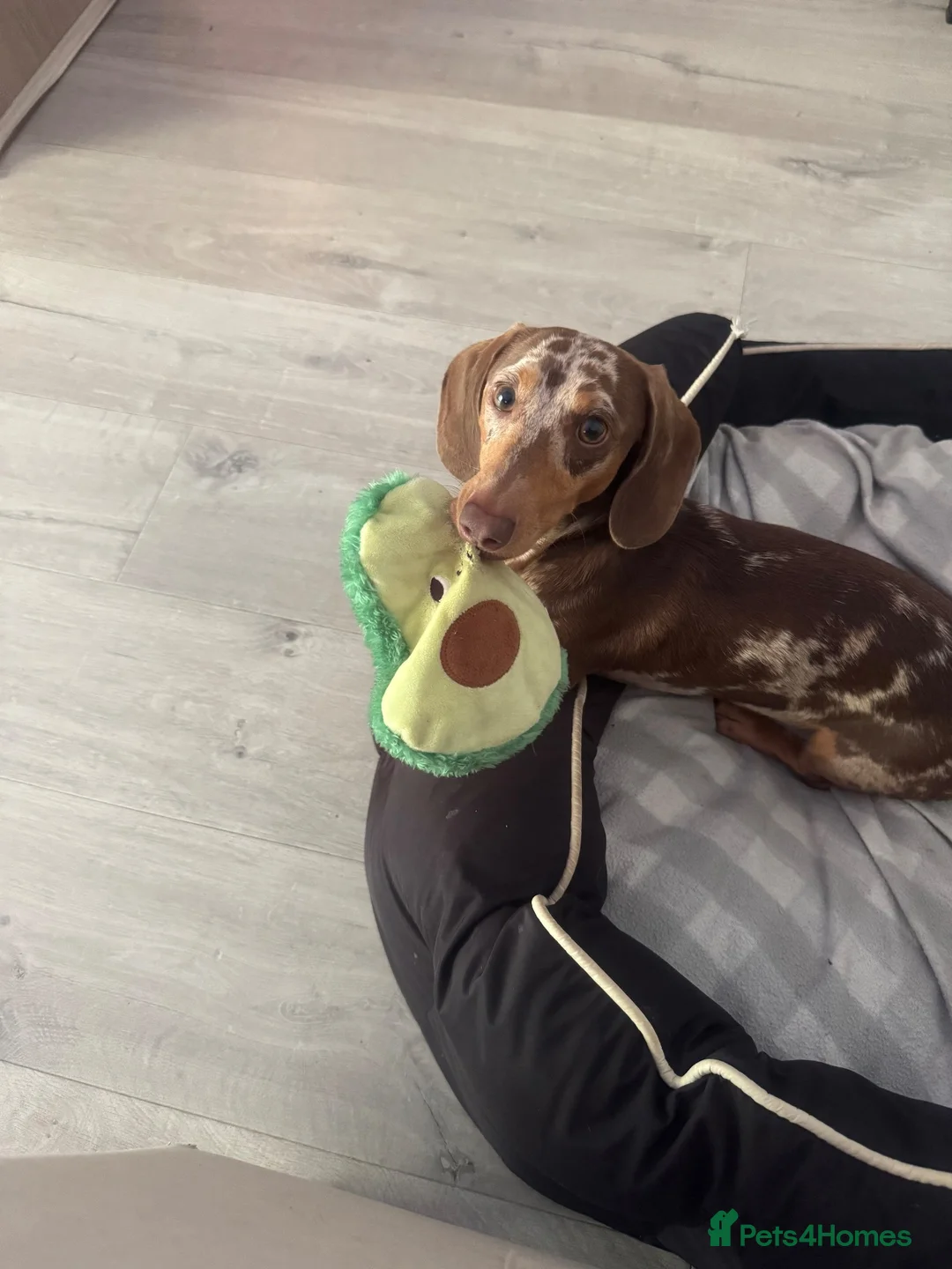 Miniature Dachshund dogs for stud: miniature dachshund dapple in Ashford - Advert 2