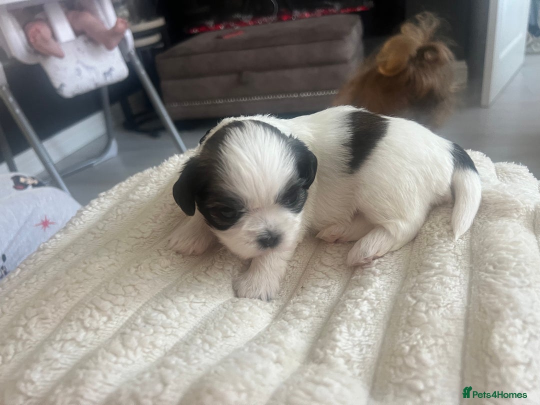 Shih Tzu dogs for sale: Shih tzu puppies  - Advert 8