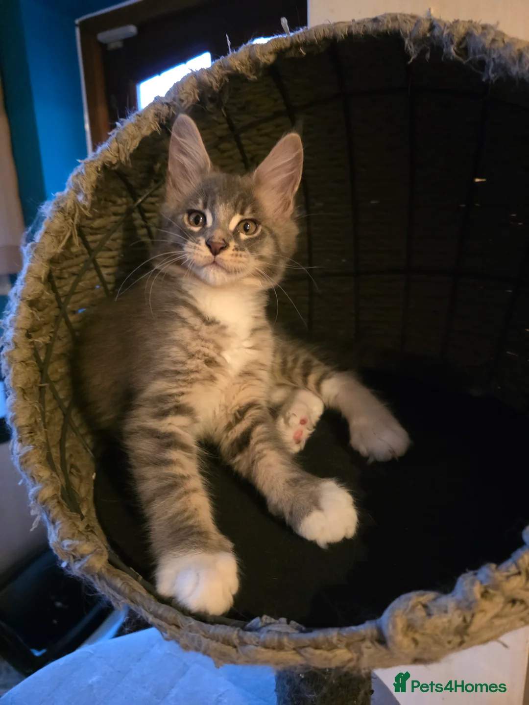 Maine Coon cats for sale: Beautiful Maine Coon Kittens 3 boys/ 2 girl  - Advert 21