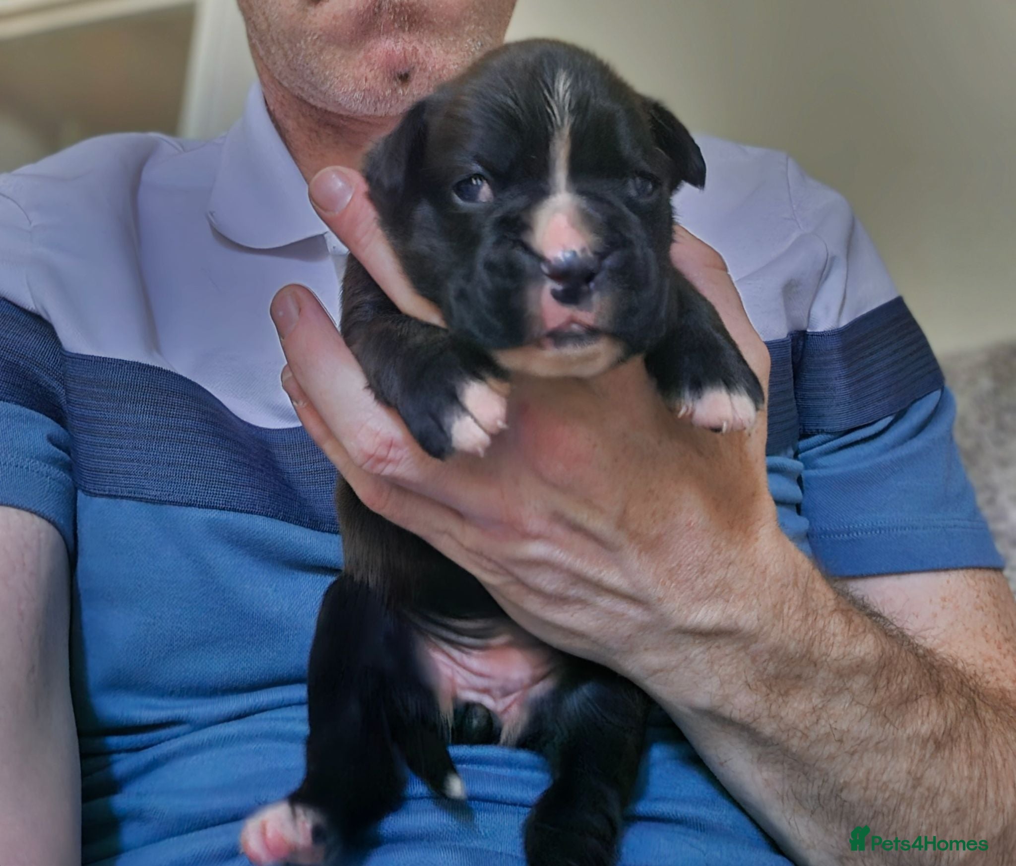 Boxer dogs 1 dark flashy brindle girl come take a look - Advert 13
