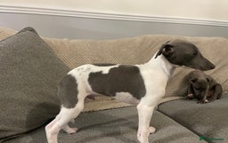 Whippet dogs for sale: ⭐️ Beautifully bred whippet pups ⭐️ - Image 13