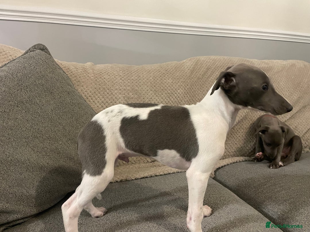 Whippet dogs for sale: ⭐️ Beautifully bred whippet pups ⭐️ - Image 13
