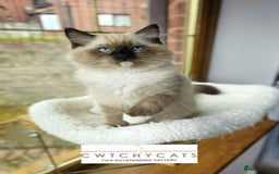 Ragdoll cats for sale: Top Quality, Tica Reg Kittens from Euro / US Lines - Image 12
