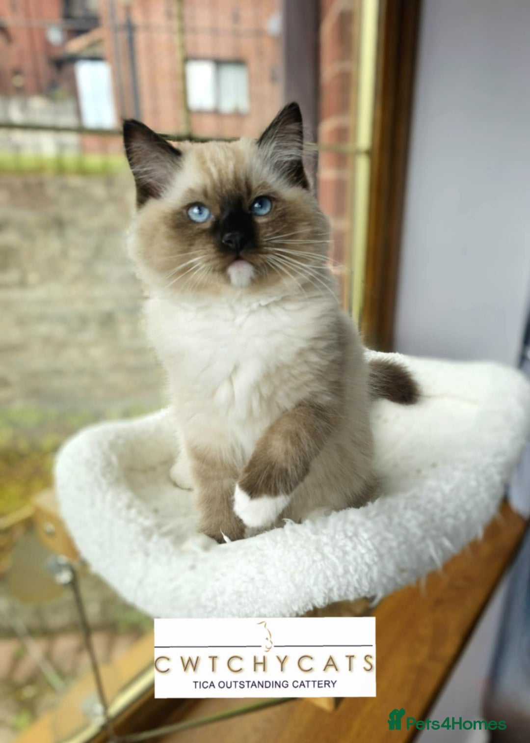 Ragdoll cats for sale: Top Quality, Tica Reg Kittens from Euro / US Lines - Image 12
