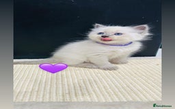 Ragdoll cats for sale: Ragdoll kittens for sale - Image 18