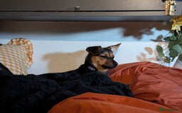 Patterjack dogs for sale: Rosie  - Advert 4