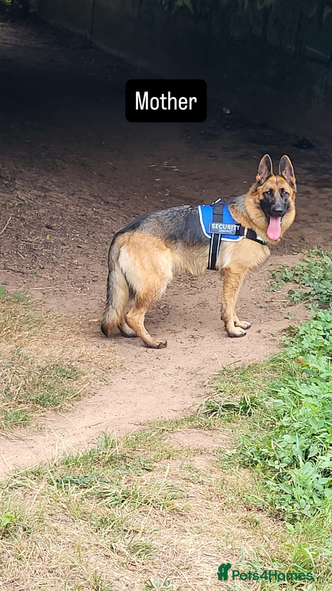 German Shepherd dogs for sale: Premium Pedigree GSD Puppies – Champion Bloodlines - Advert 21