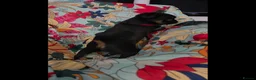 Griffon Bruxellois dogs for sale: Stunning Griffon Bruxellois puppies KC registered - Advert 9