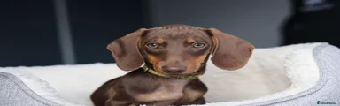 Dachshund 8