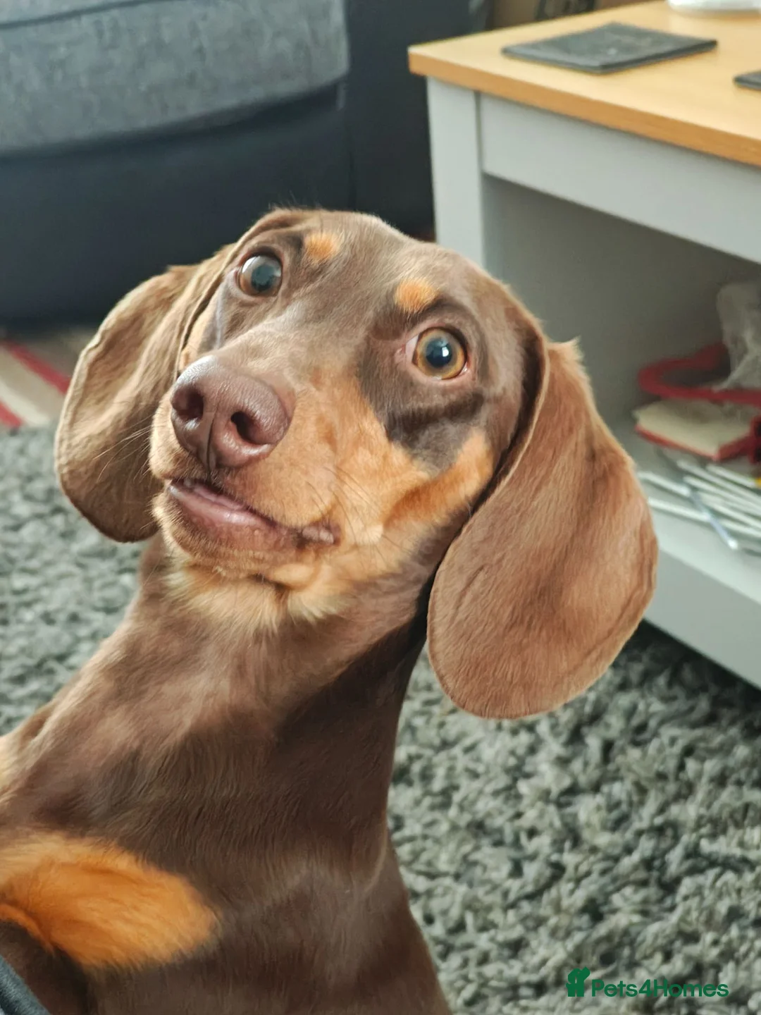 Miniature Dachshund dogs for sale: Miniature dachshund boy - Advert 2