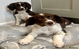 Sprollie dogs for sale: Beautiful Springer Spaniel x Border Collie Puppies - Image 3